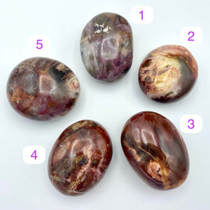 Petrified Wood Palm Stones