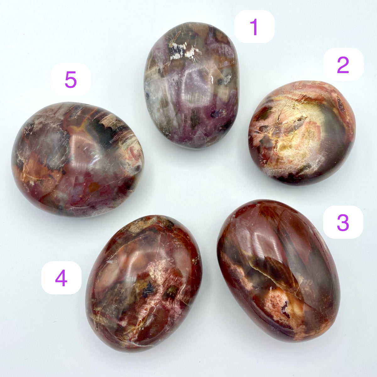 Petrified Wood Palm Stones