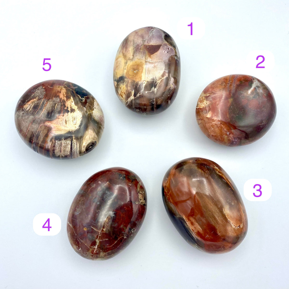 Petrified Wood Palm Stones