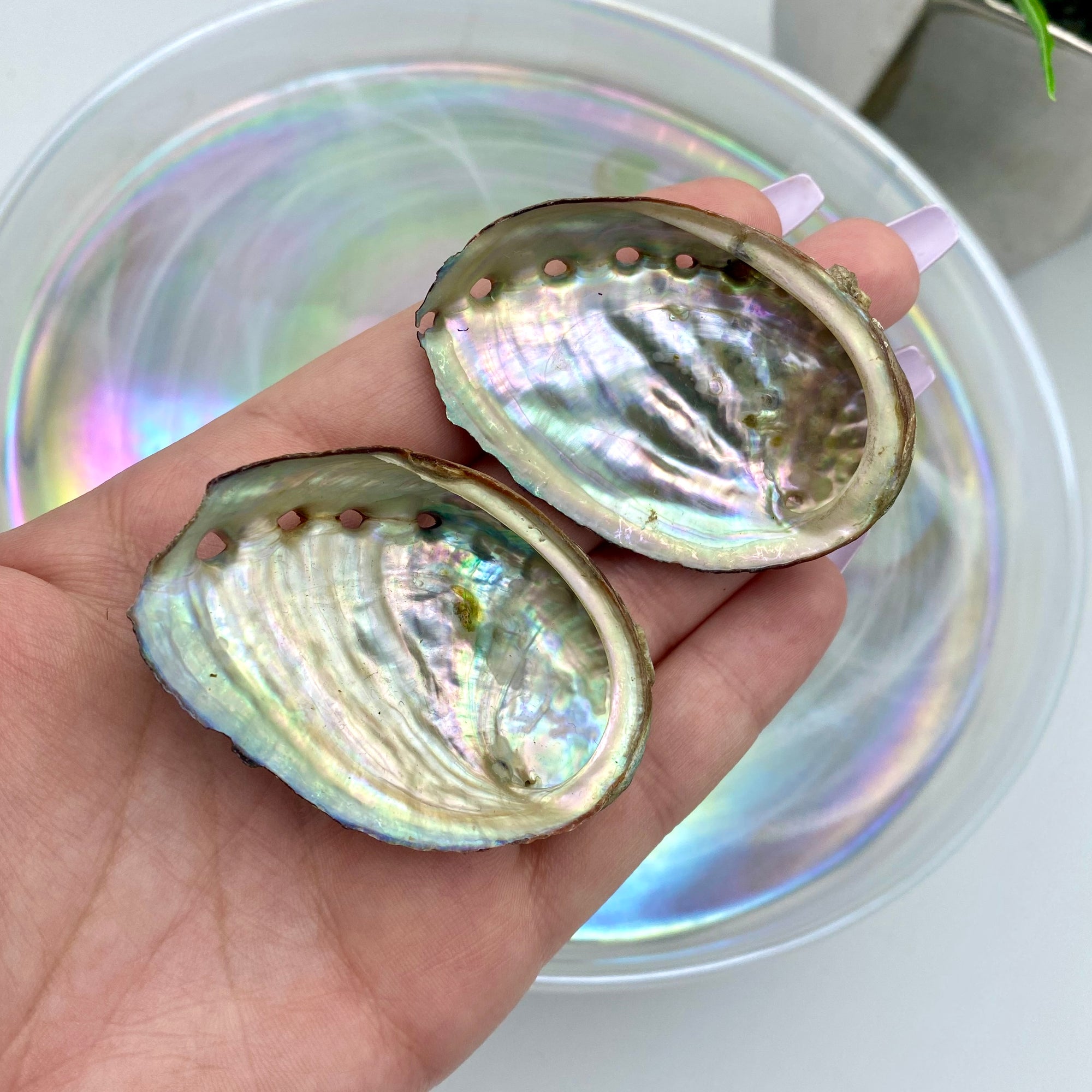 Abalone Mini Shells