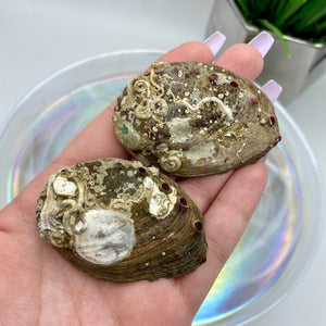 Abalone Mini Shells