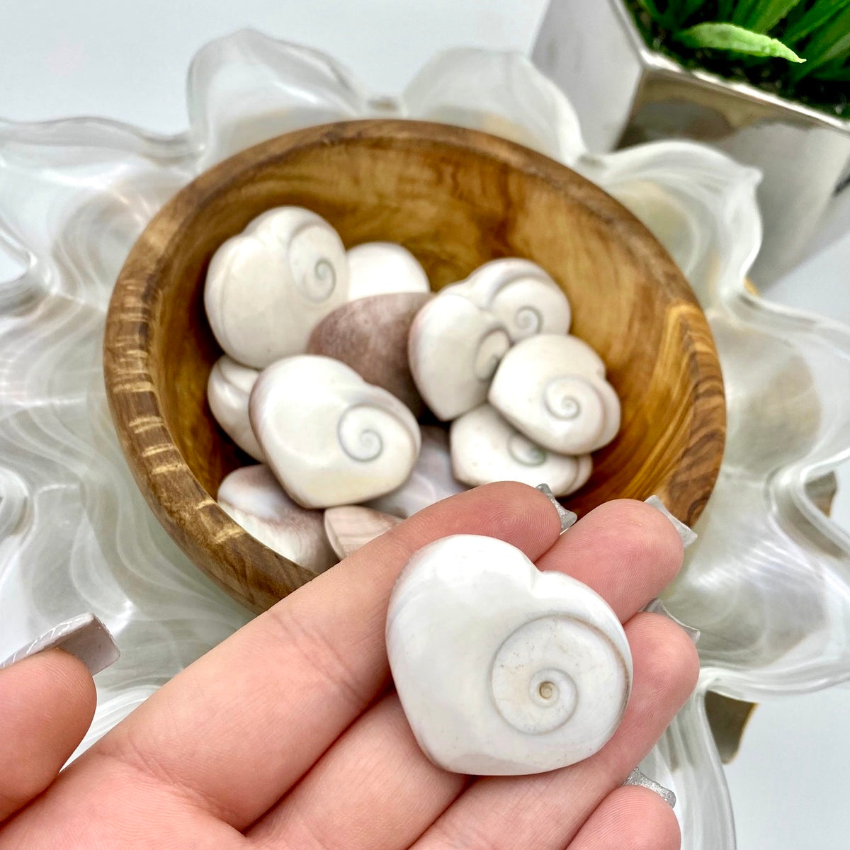 Shiva Shell Heart